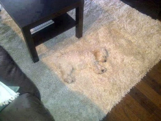 Camouflage Dog